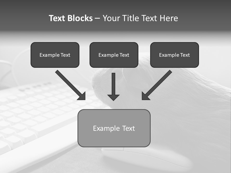 Guinea Pig Keyboard PowerPoint Template