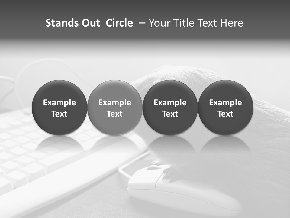 Guinea Pig Keyboard PowerPoint Template