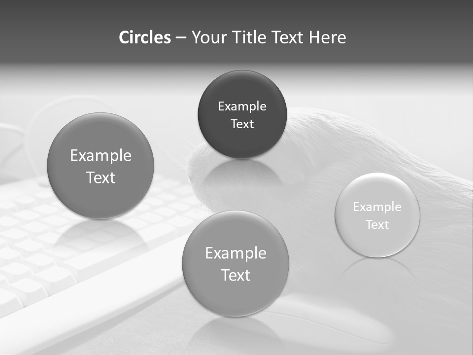 Guinea Pig Keyboard PowerPoint Template