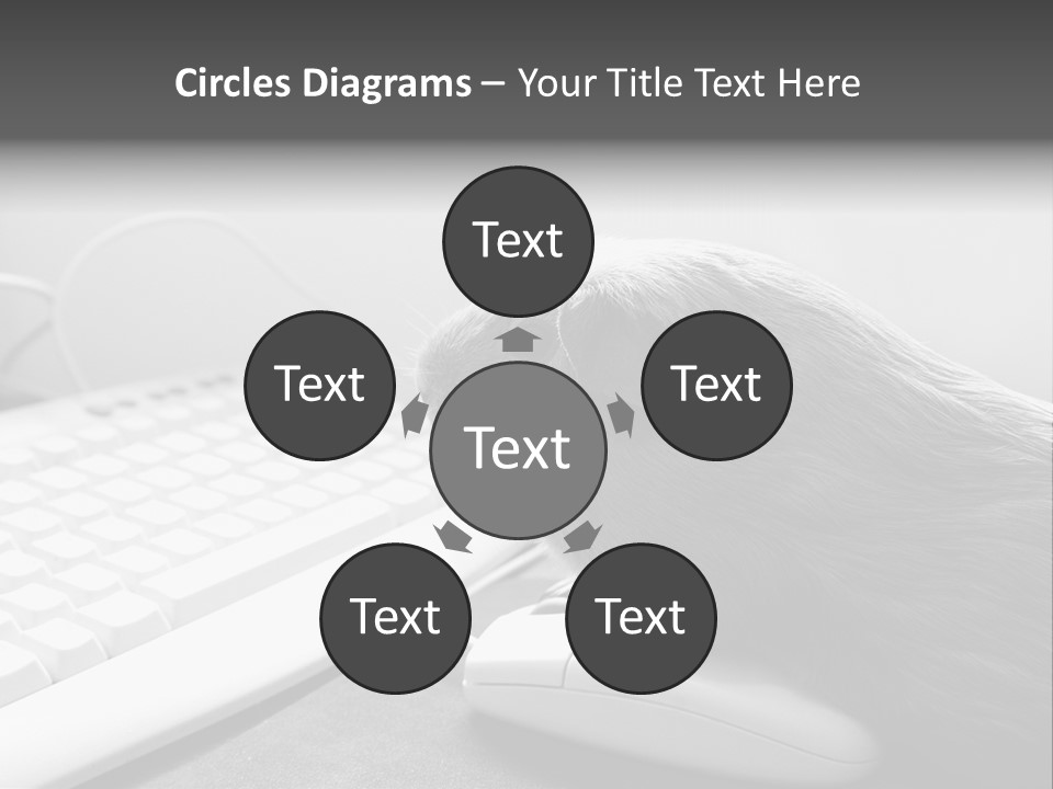 Guinea Pig Keyboard PowerPoint Template