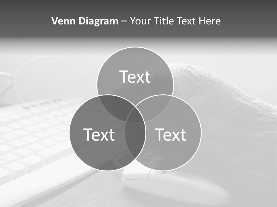 Guinea Pig Keyboard PowerPoint Template