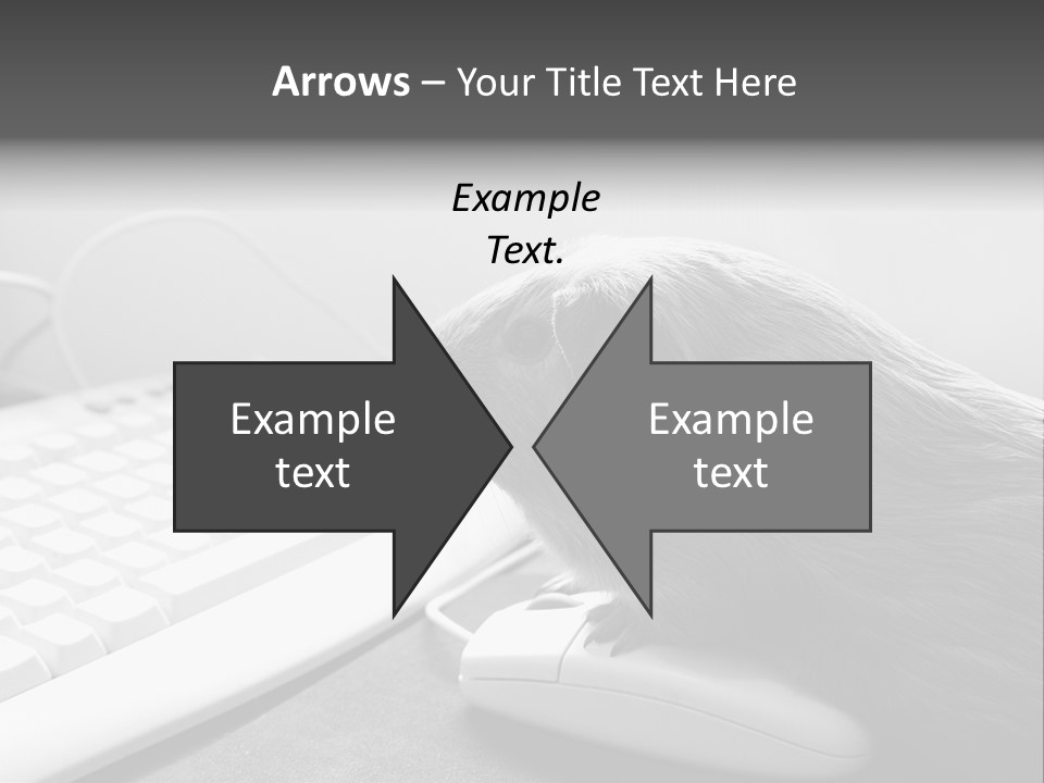 Guinea Pig Keyboard PowerPoint Template