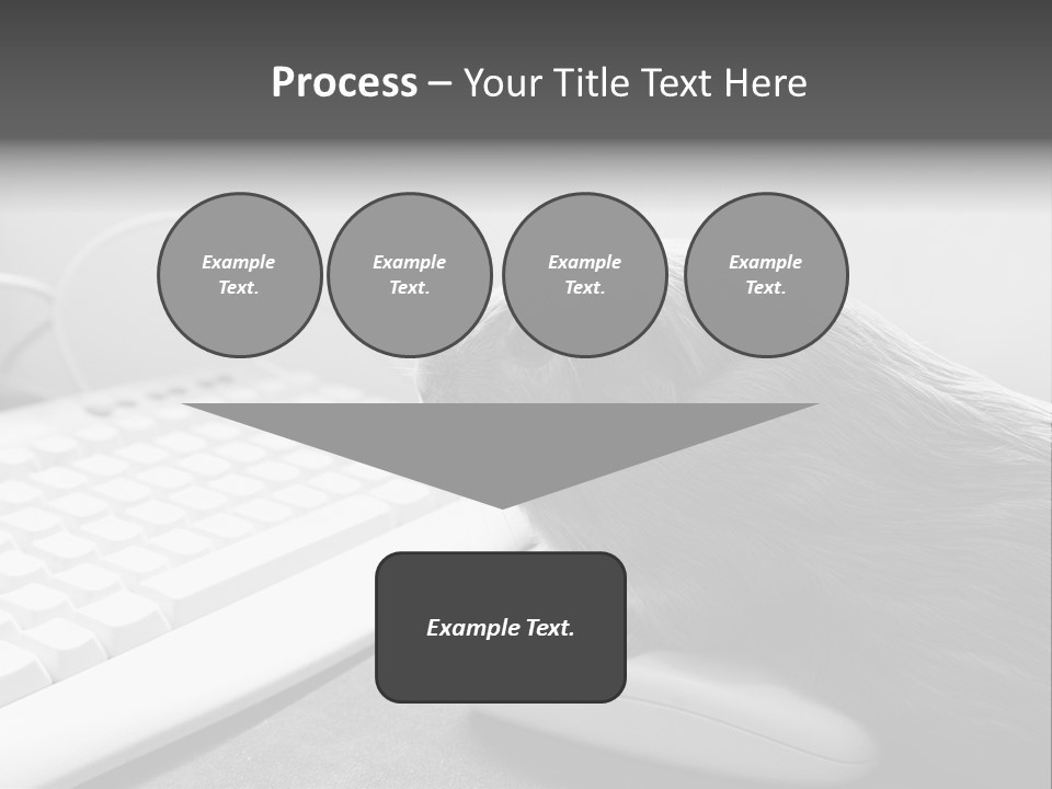 Guinea Pig Keyboard PowerPoint Template