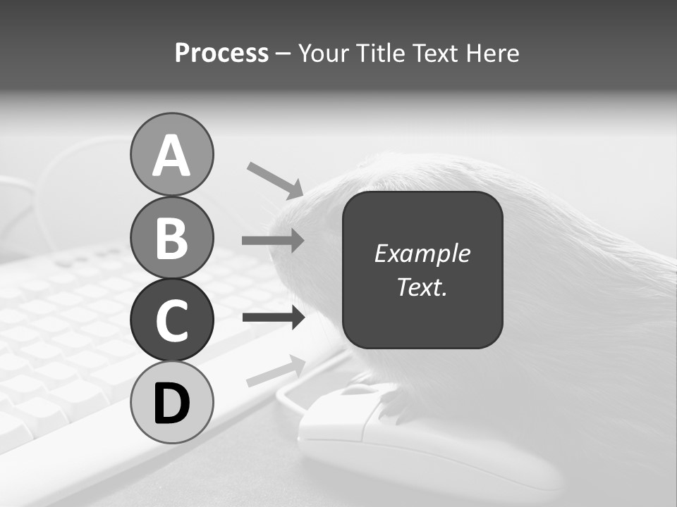 Guinea Pig Keyboard PowerPoint Template