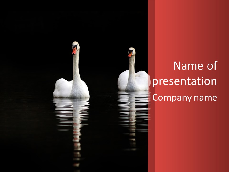 Lake Tranquil Swan PowerPoint Template