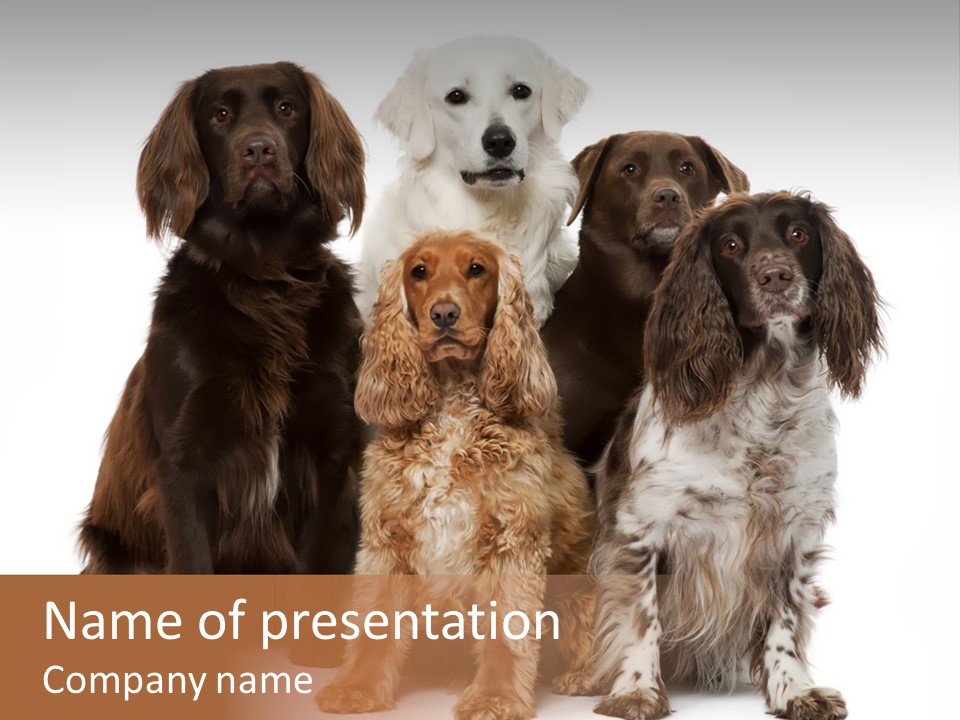 Pedigree Attentive Pedigreed PowerPoint Template