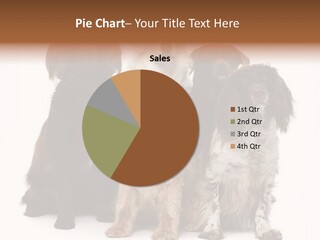 Pedigree Attentive Pedigreed PowerPoint Template