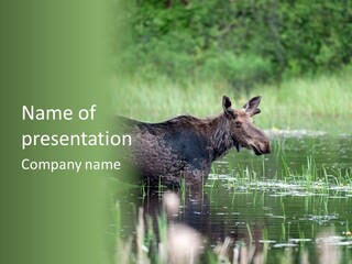 Mammal Nature Provincial PowerPoint Template