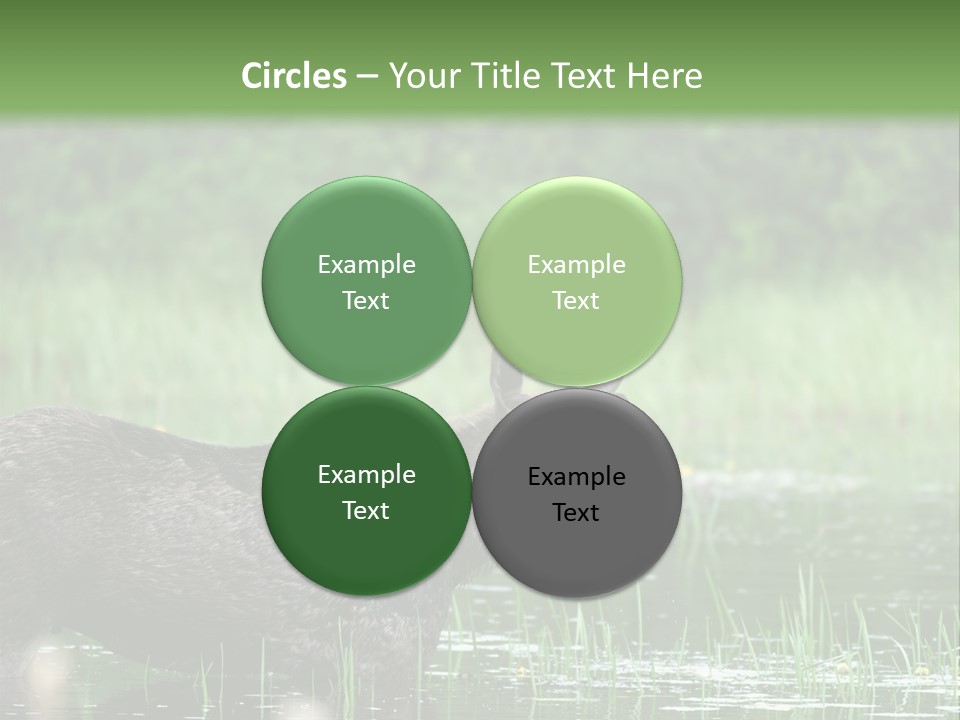 Mammal Nature Provincial PowerPoint Template