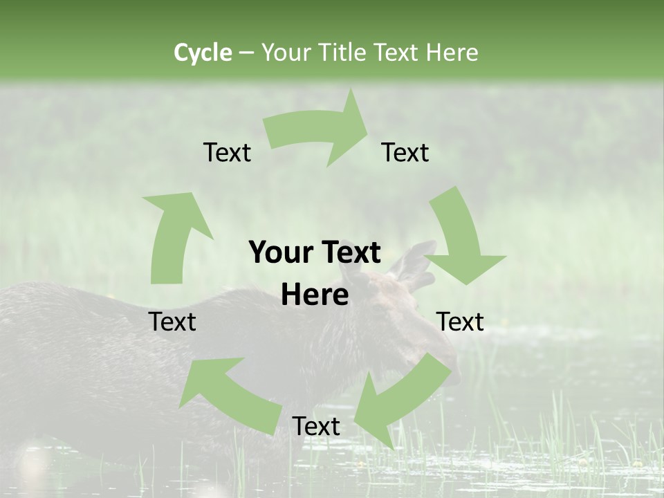 Mammal Nature Provincial PowerPoint Template
