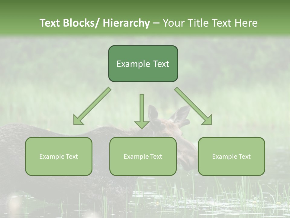 Mammal Nature Provincial PowerPoint Template