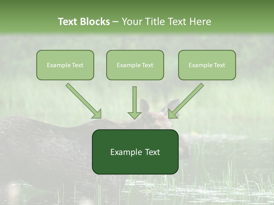 Mammal Nature Provincial PowerPoint Template