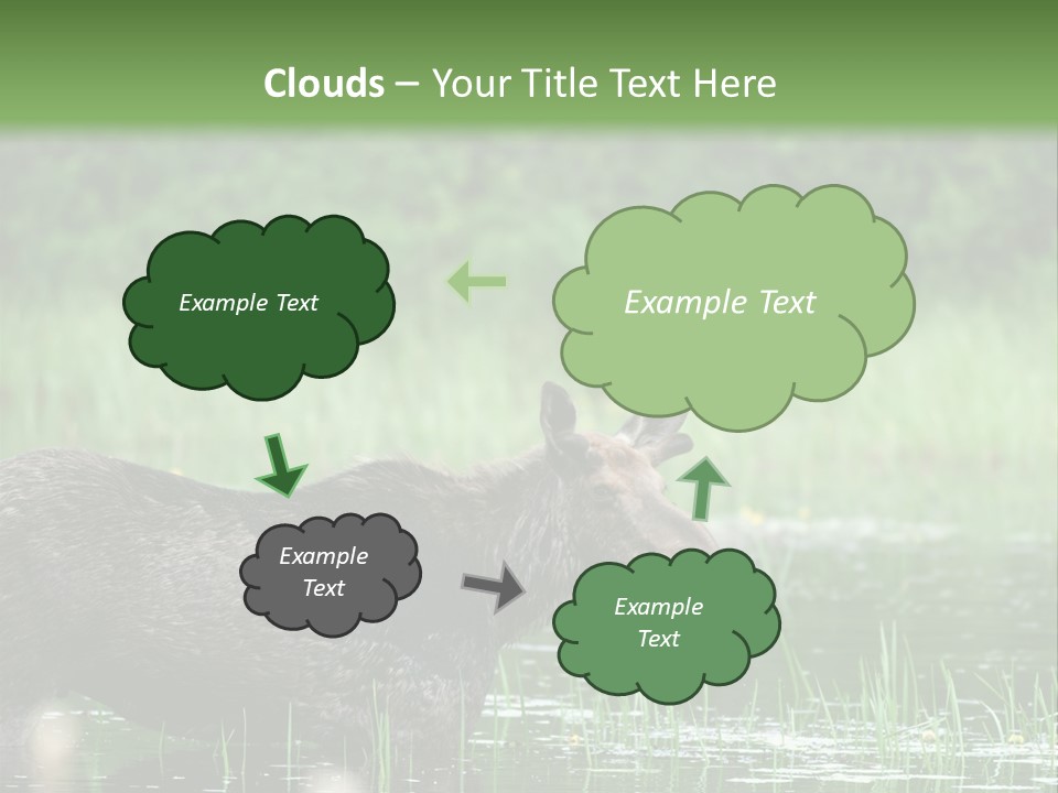 Mammal Nature Provincial PowerPoint Template