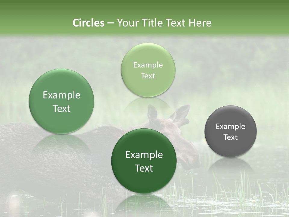 Mammal Nature Provincial PowerPoint Template