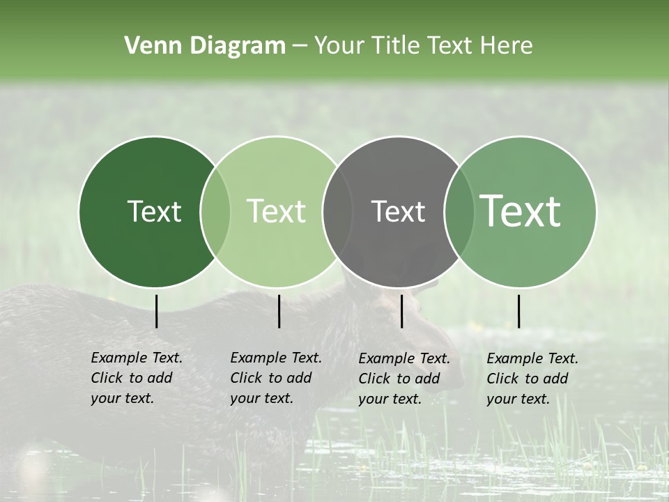 Mammal Nature Provincial PowerPoint Template