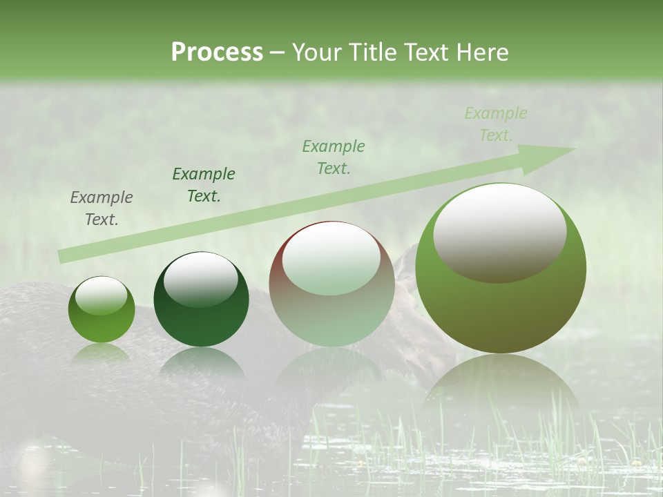 Mammal Nature Provincial PowerPoint Template