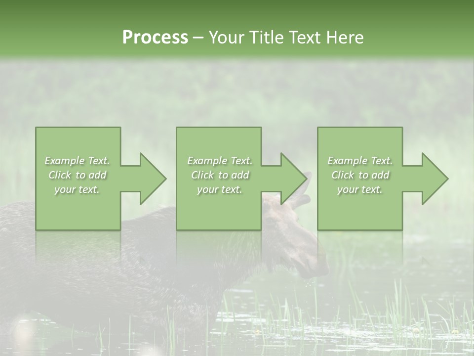 Mammal Nature Provincial PowerPoint Template