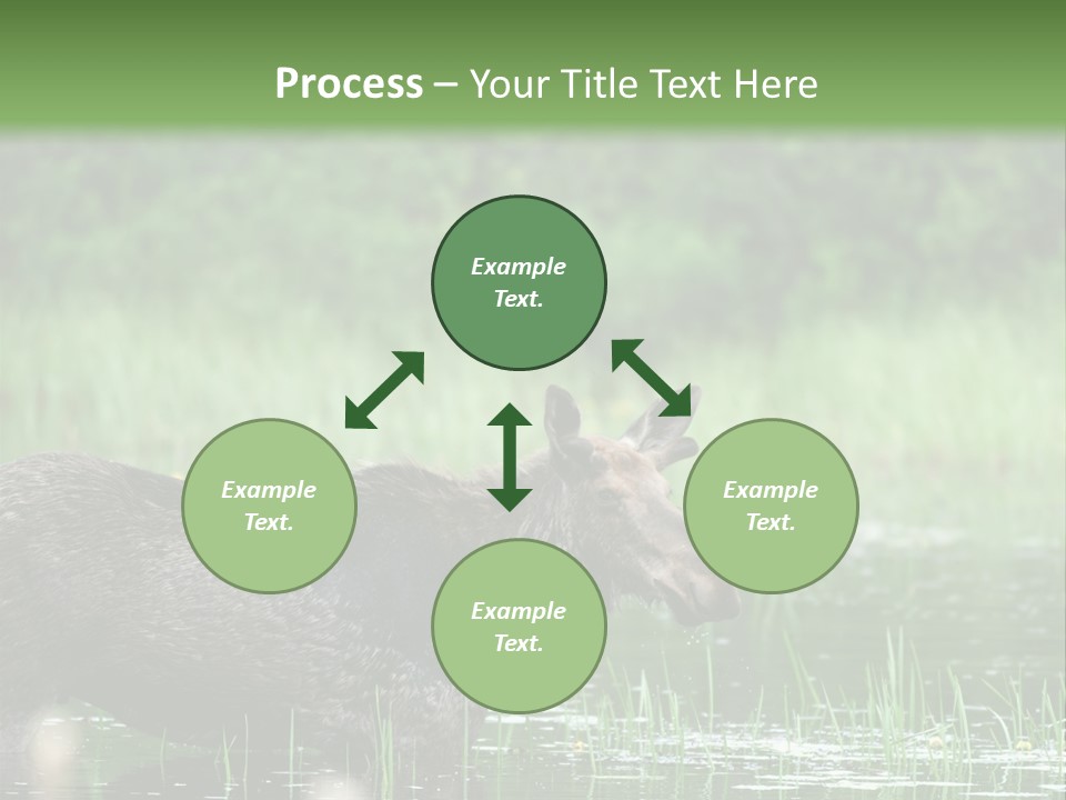 Mammal Nature Provincial PowerPoint Template