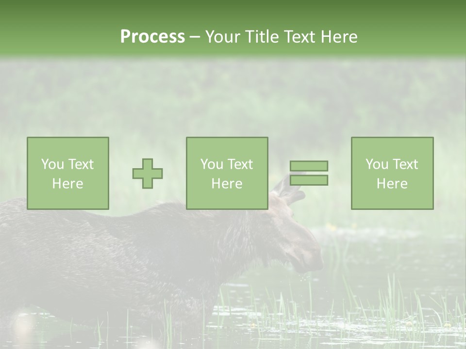 Mammal Nature Provincial PowerPoint Template