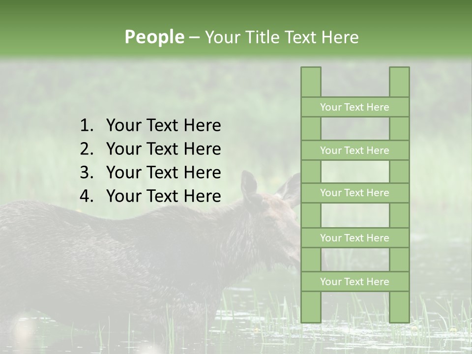 Mammal Nature Provincial PowerPoint Template