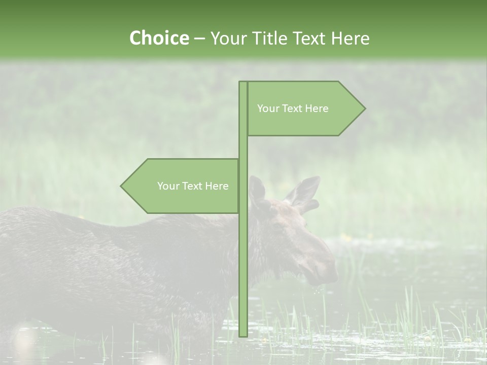 Mammal Nature Provincial PowerPoint Template
