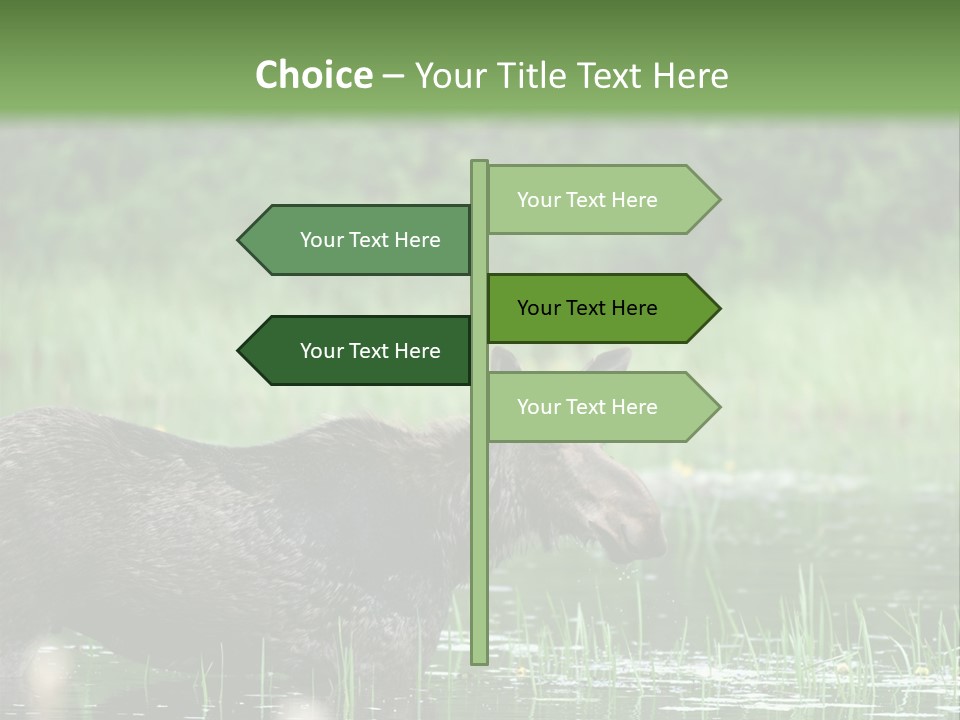 Mammal Nature Provincial PowerPoint Template
