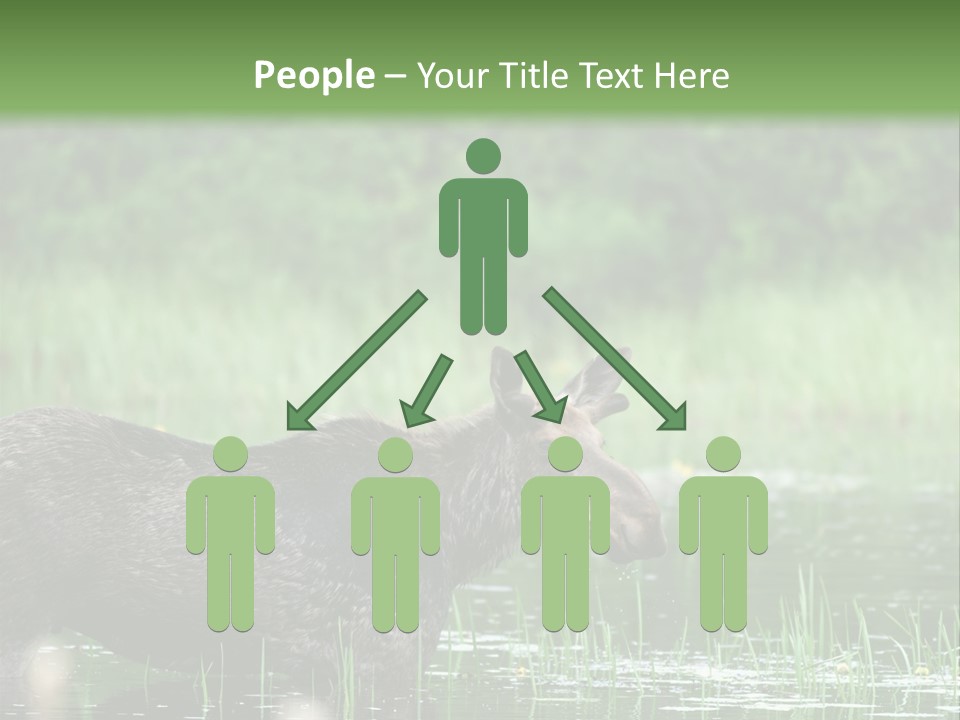 Mammal Nature Provincial PowerPoint Template