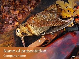 A Bird Sitting On Top Of A Wooden Bench PowerPoint Template