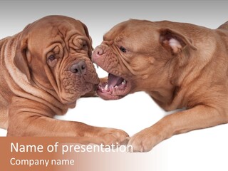 Fun Game Puppy PowerPoint Template