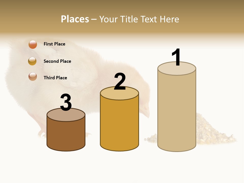 Fleecy Hen Hairy PowerPoint Template