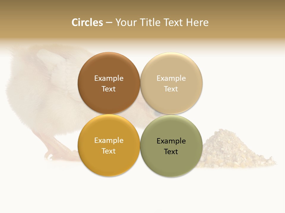 Fleecy Hen Hairy PowerPoint Template