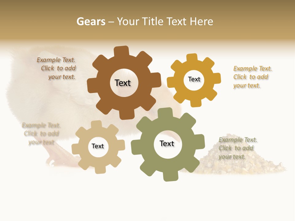 Fleecy Hen Hairy PowerPoint Template