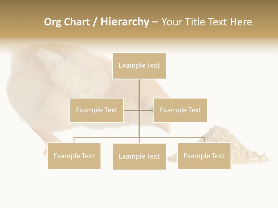 Fleecy Hen Hairy PowerPoint Template