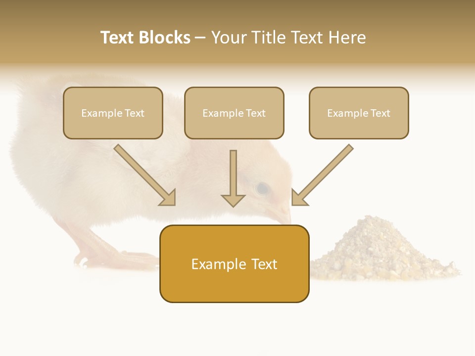 Fleecy Hen Hairy PowerPoint Template