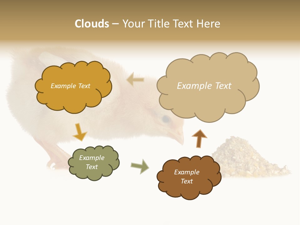 Fleecy Hen Hairy PowerPoint Template