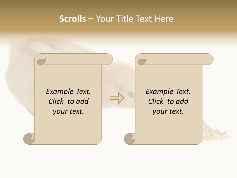 Fleecy Hen Hairy PowerPoint Template