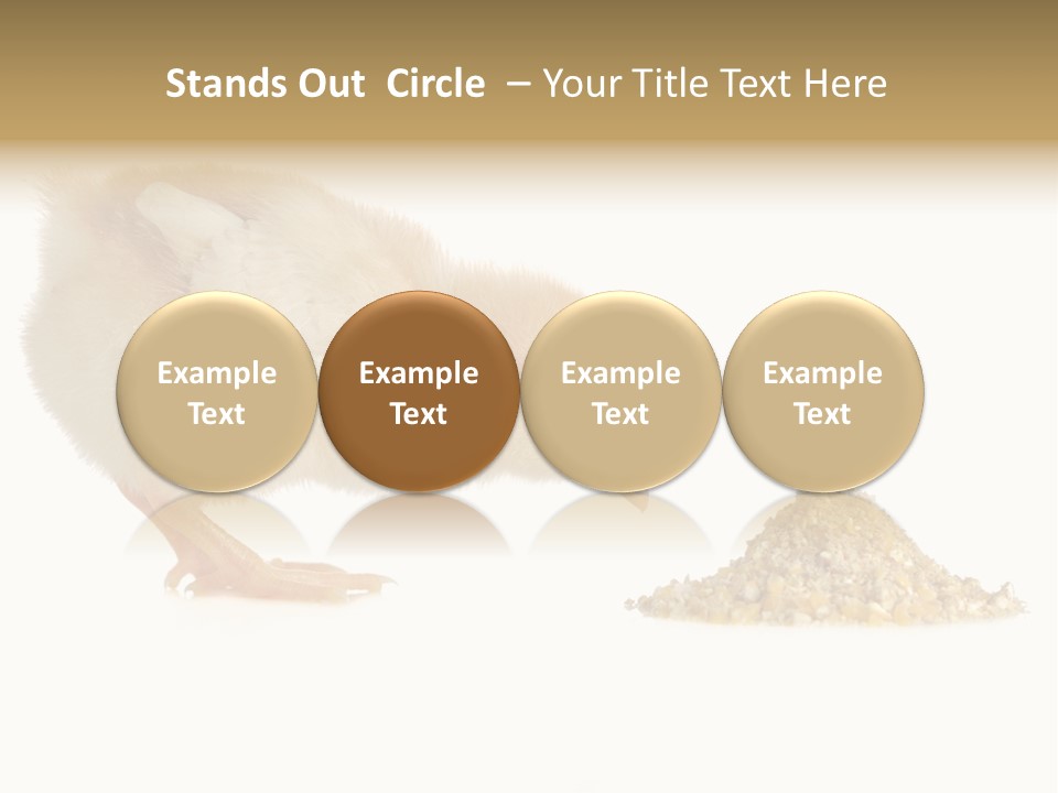 Fleecy Hen Hairy PowerPoint Template