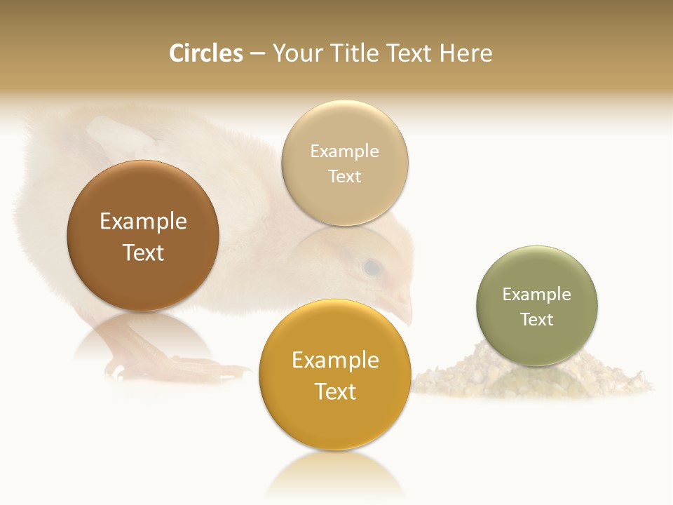 Fleecy Hen Hairy PowerPoint Template