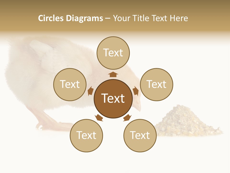 Fleecy Hen Hairy PowerPoint Template