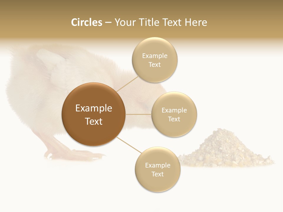 Fleecy Hen Hairy PowerPoint Template