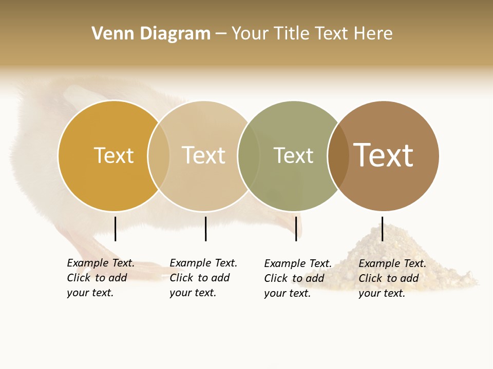 Fleecy Hen Hairy PowerPoint Template
