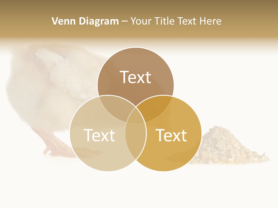 Fleecy Hen Hairy PowerPoint Template