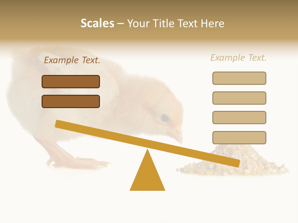 Fleecy Hen Hairy PowerPoint Template