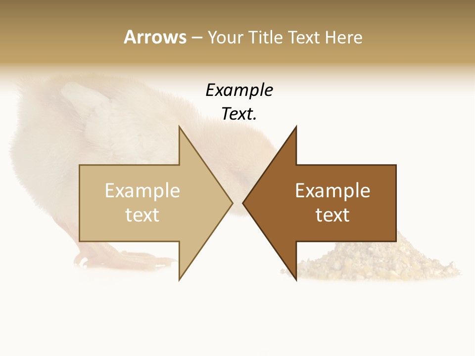 Fleecy Hen Hairy PowerPoint Template