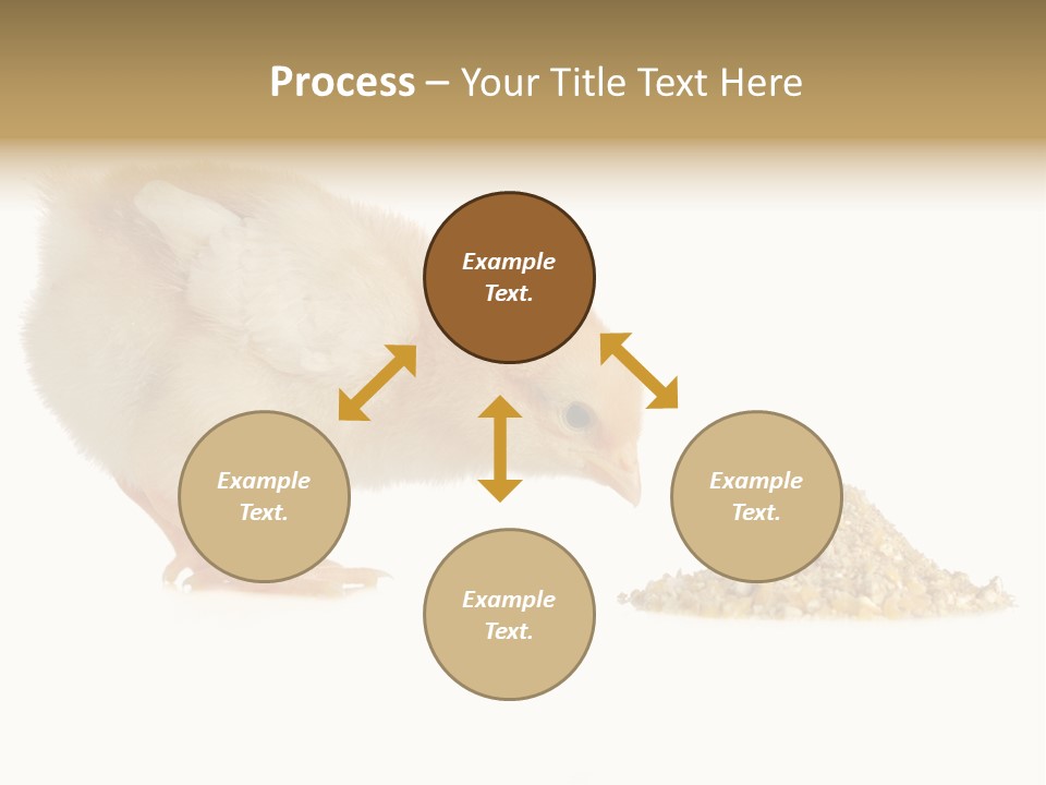 Fleecy Hen Hairy PowerPoint Template