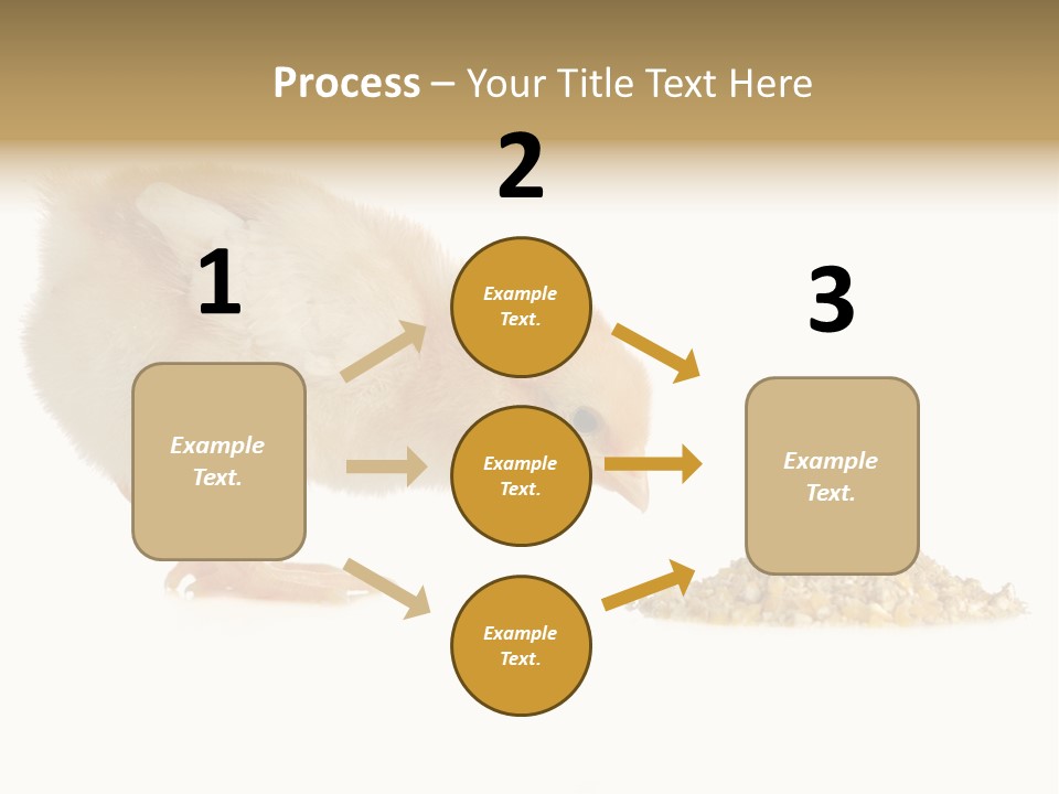 Fleecy Hen Hairy PowerPoint Template