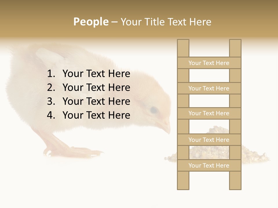 Fleecy Hen Hairy PowerPoint Template