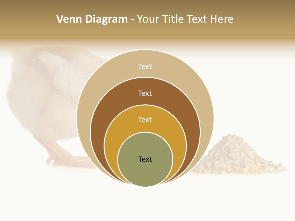 Fleecy Hen Hairy PowerPoint Template