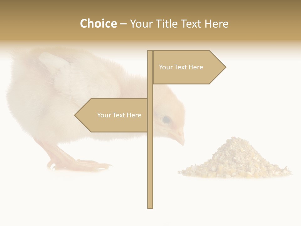 Fleecy Hen Hairy PowerPoint Template