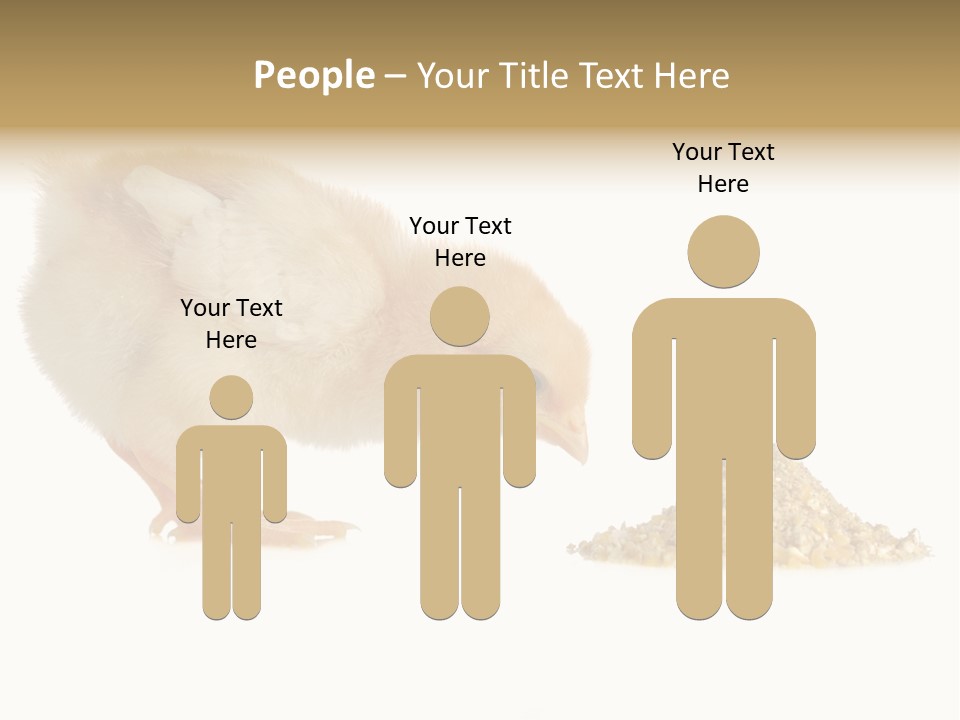 Fleecy Hen Hairy PowerPoint Template